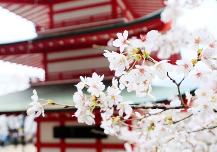 新倉山浅間公園　五重塔と桜