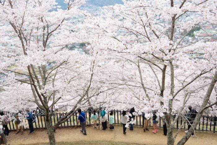 新倉山浅間公園　桜